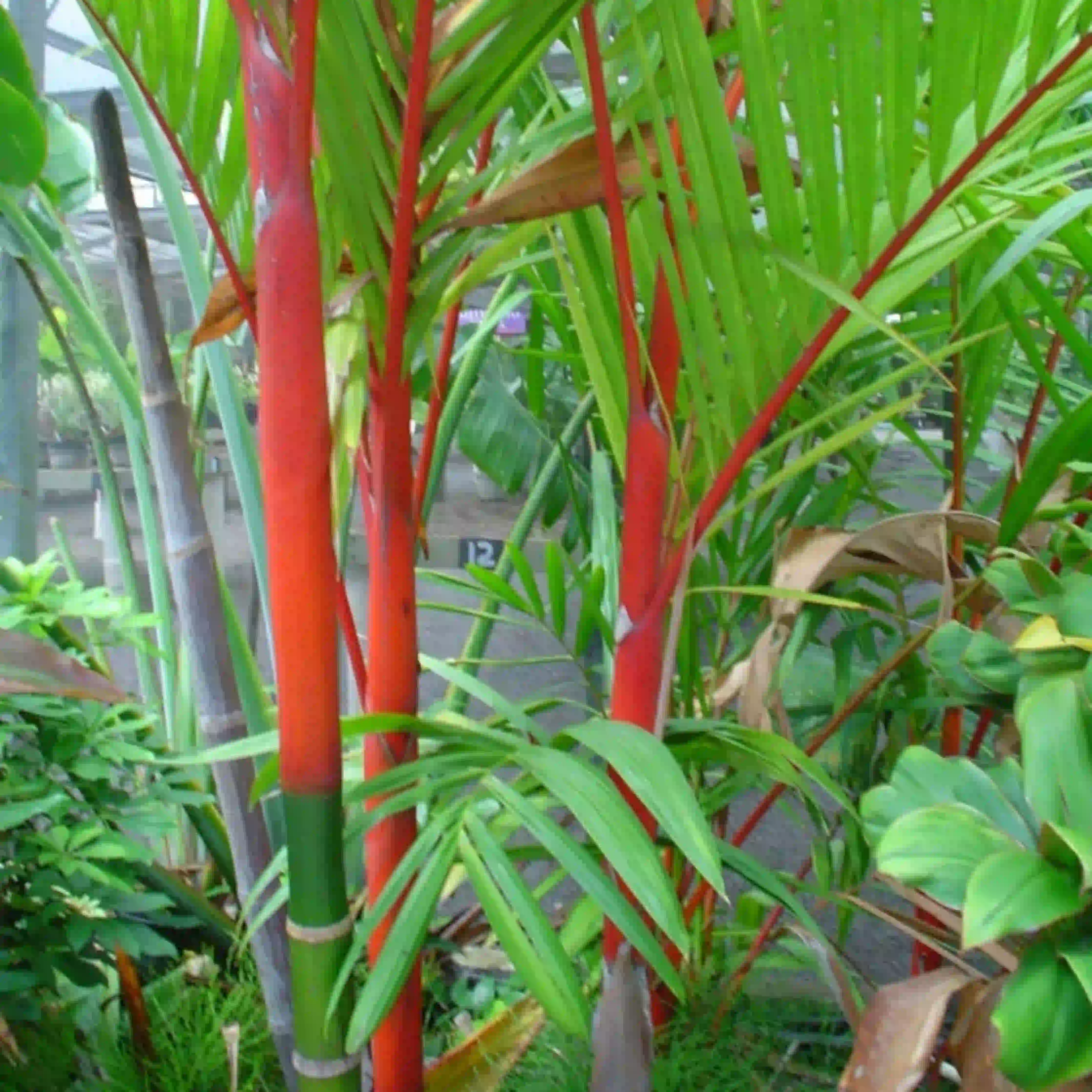 Red Palmer Mango (રેડ પામર કેરી)